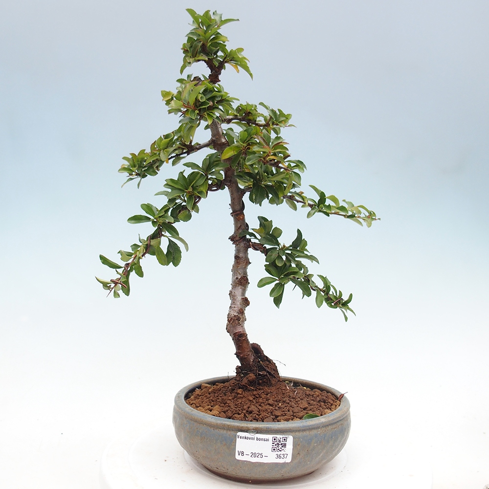 Freiland-Bonsai-Pyracantha Teton -Hlox