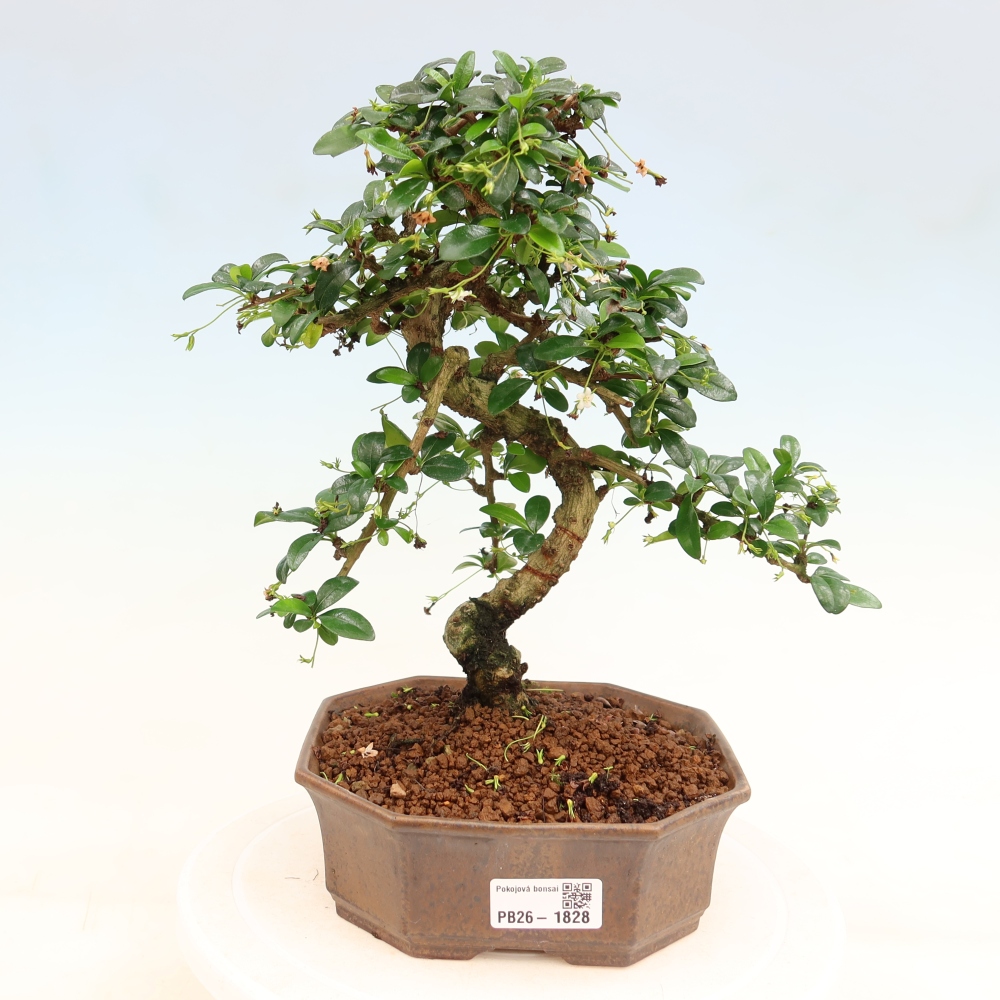 Zimmer-Bonsai - Carmona macrophylla - Tee-Fuki