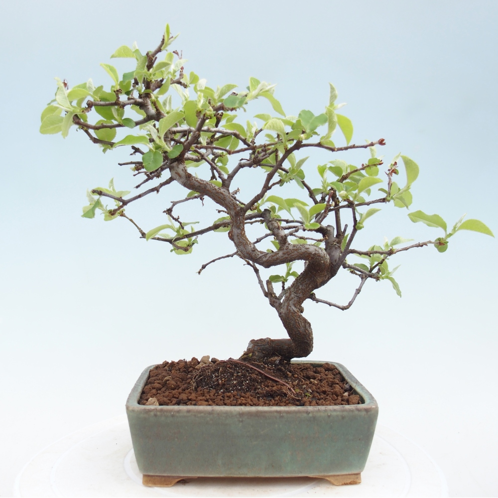 Bonsai für draußen - Chaneomeles chinensis