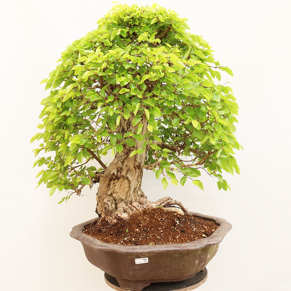 Bonsai für draußen - Karpinus Coreana - Koreanische Hainbuche