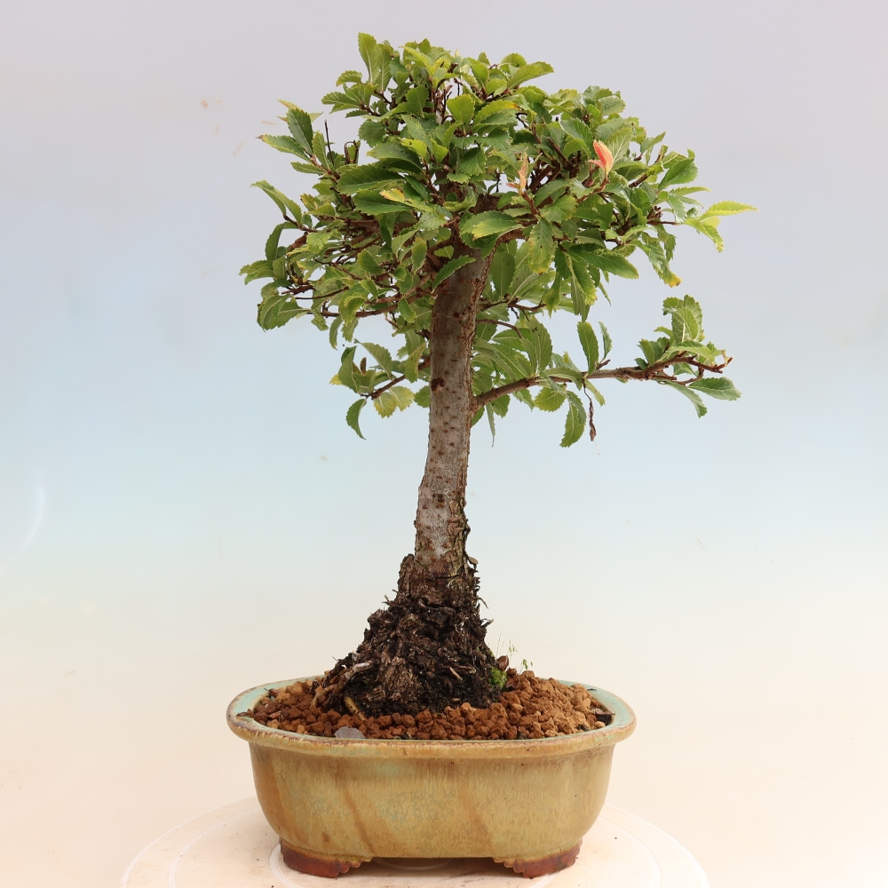 Bonsai für draußen - Zelkova - Zelkova NIRE