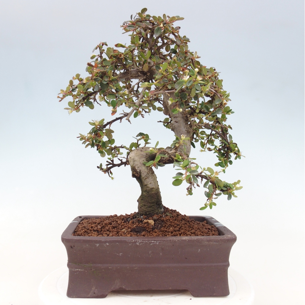 Freiland-Bonsai-Cotoneaster dammeri - Damer's Rock
