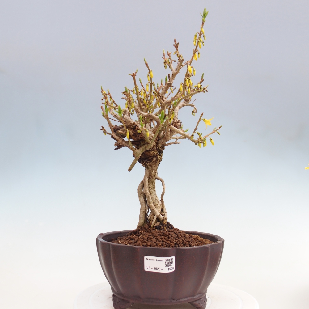 Bonsai für draußen - Zlatice - Forsythia koreana