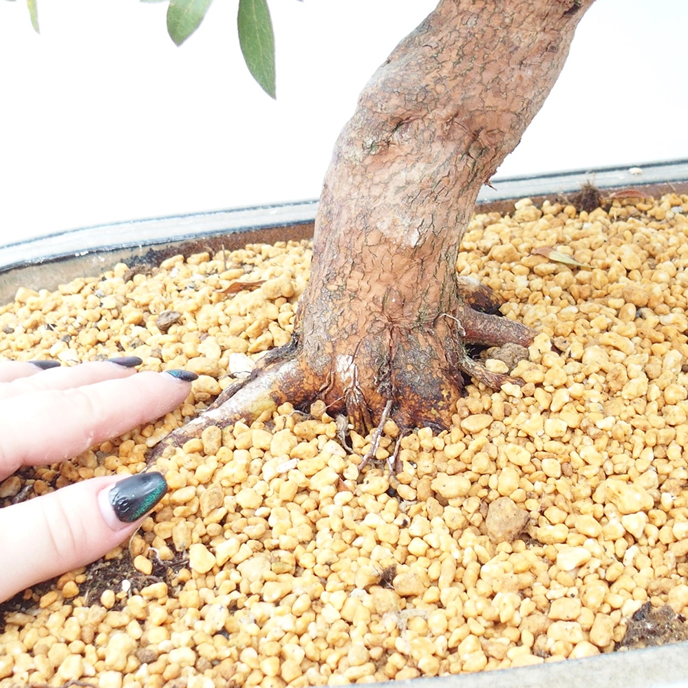 Bonsai für draußen - Japanische Azalee - Azalee Haruurara