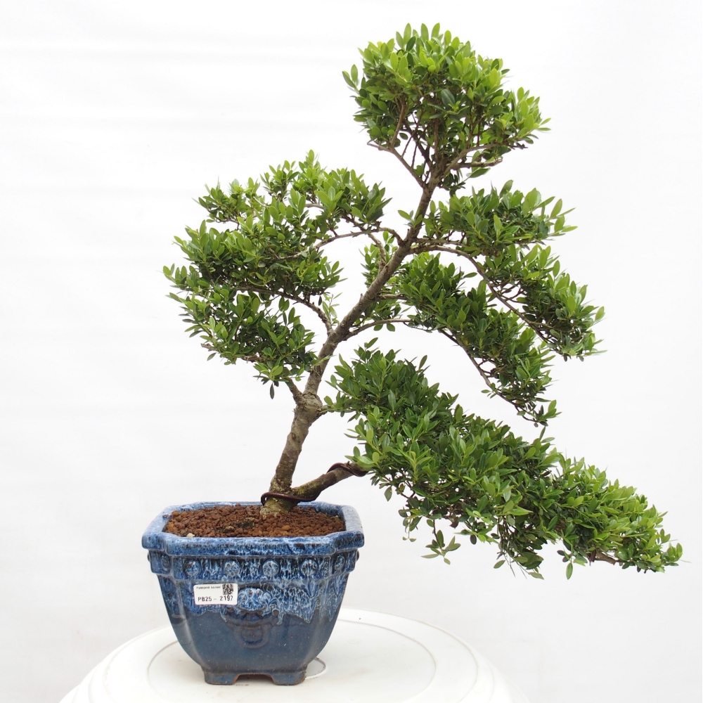 Zimmer Bonsai - Ilex crenata - Stechpalme