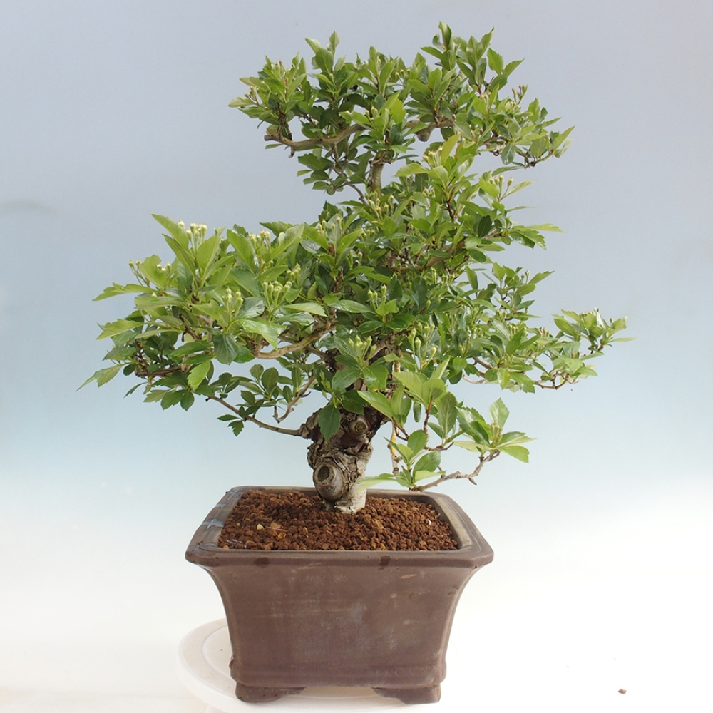 Bonsai für draußen - Weißdorn - Crataegus cuneata