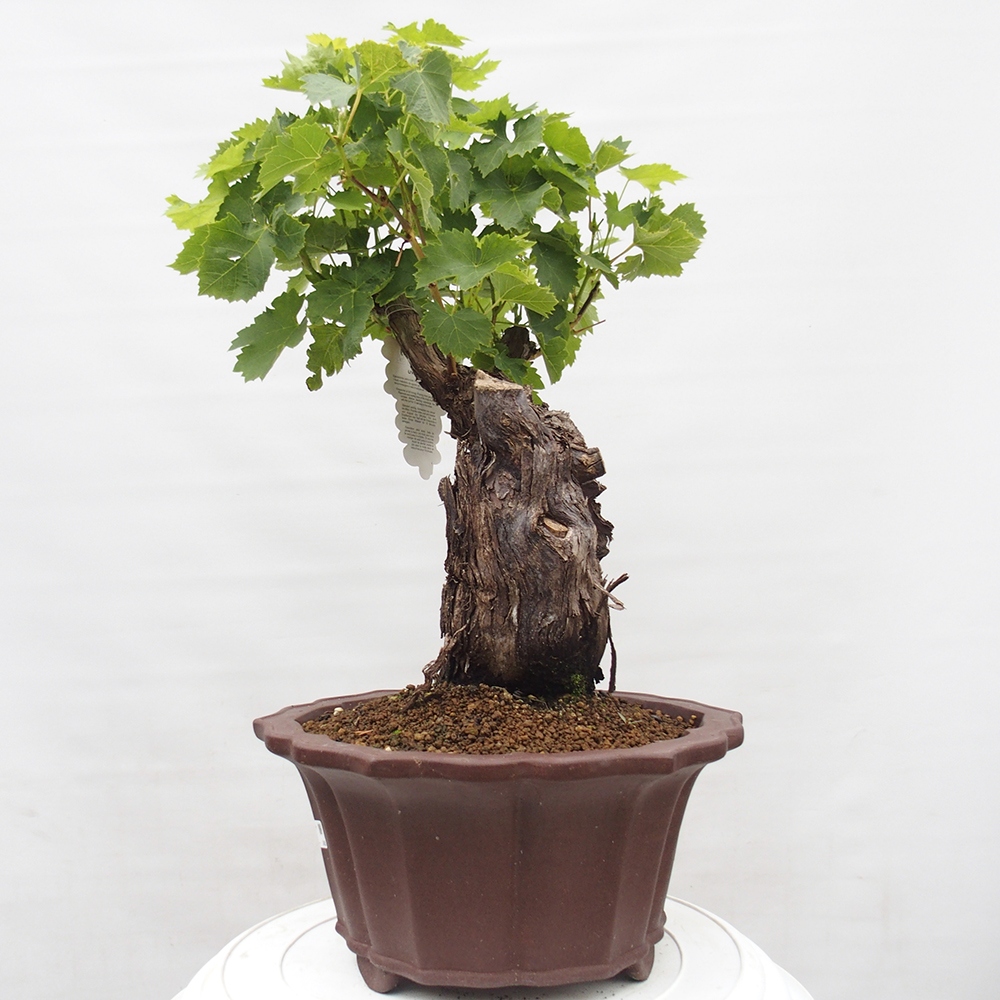 Bonsai für draußen - Vitis vinnifera MUSKAT ITALIA - Weinreben