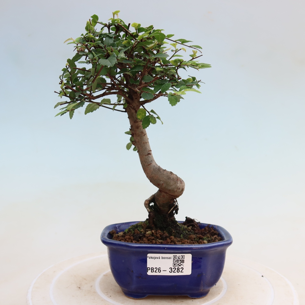 Zimmerbonsai - Ulmus parvifolia - Kleinblättrige Ulme