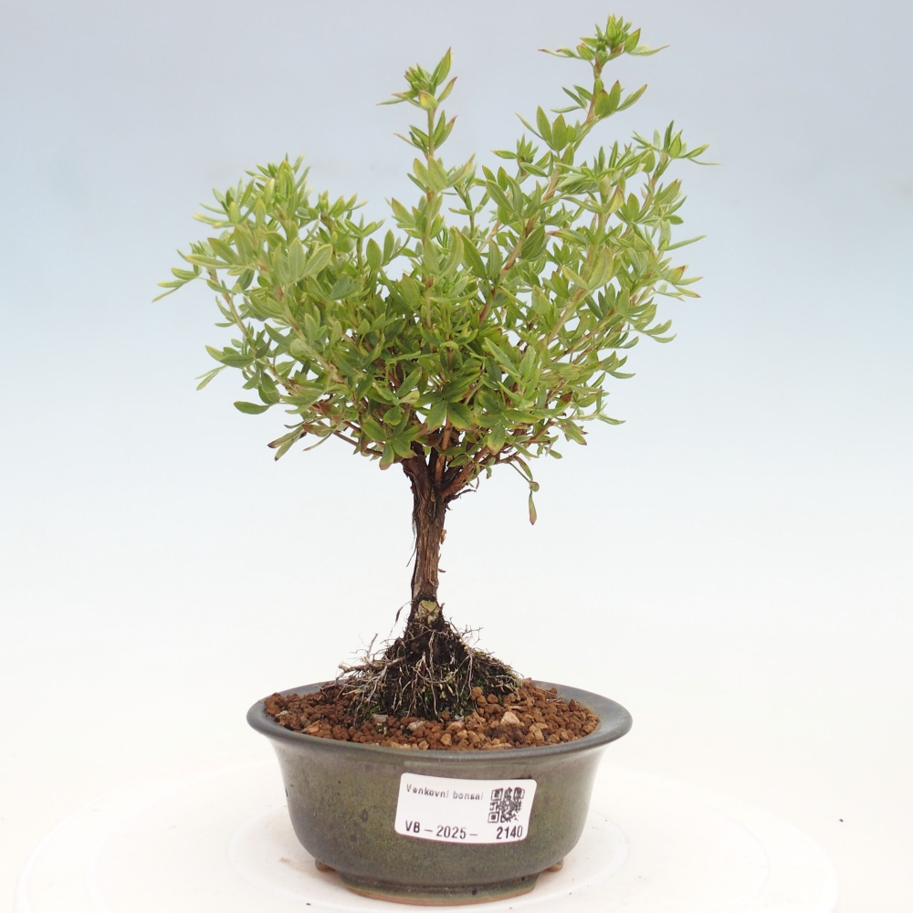 Bonsai für draußen - Potentila fruticosa gelber Vogel