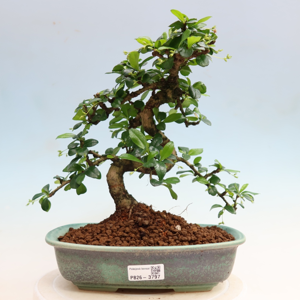 Zimmer-Bonsai - Carmona macrophylla - Tee-Fuki