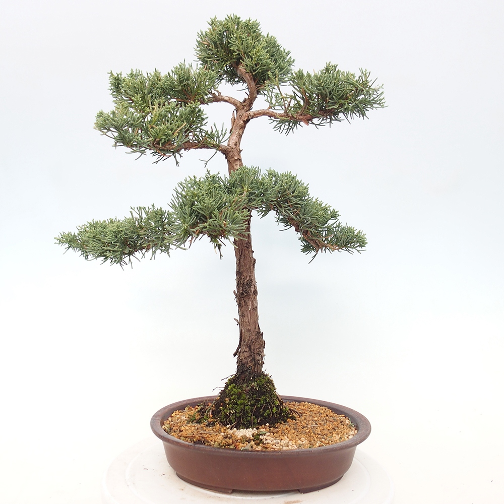 Bonsai für draußen - Juniperus chinensis Kishu