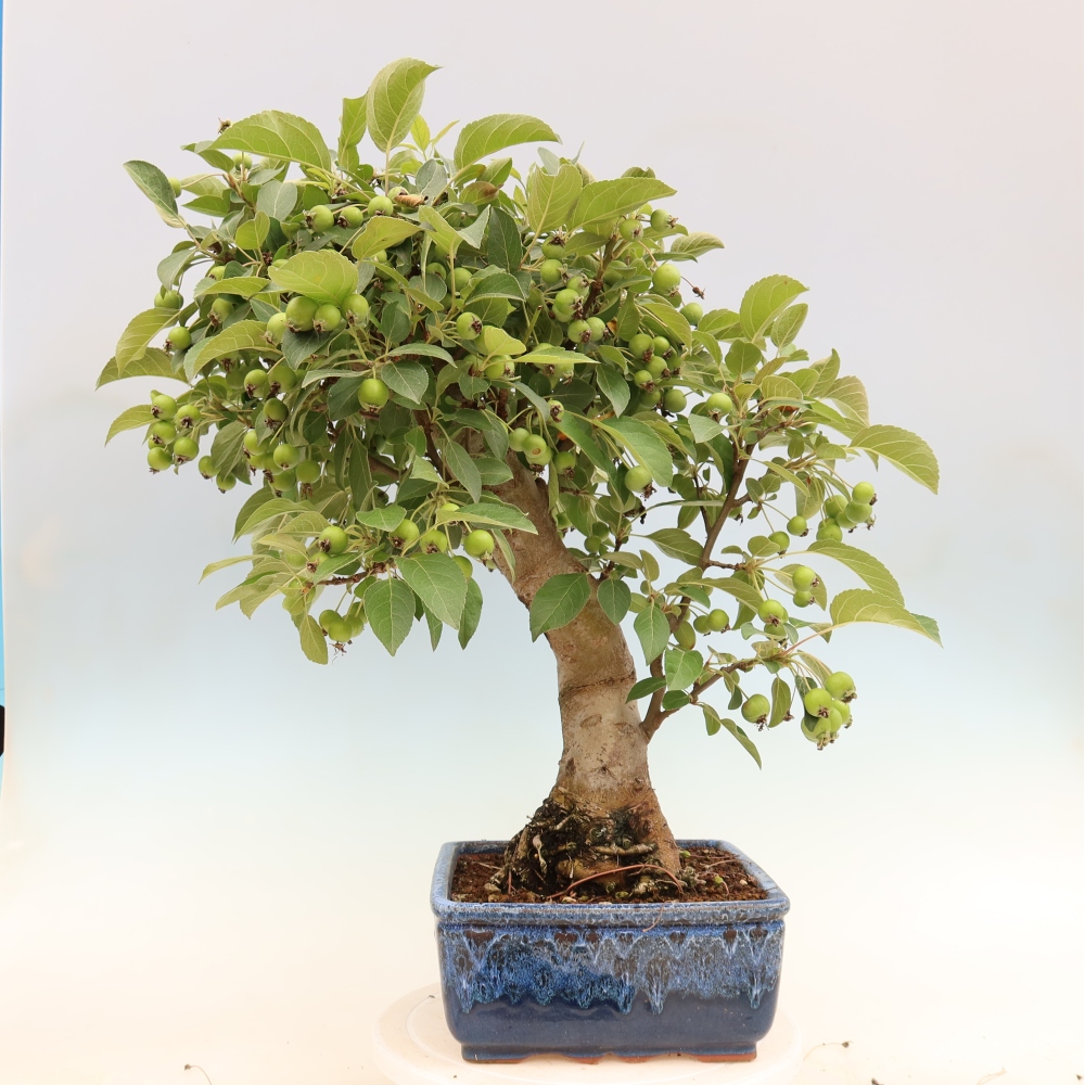Outdoor-Bonsai -Malus halliana - Kleinfrüchtiger Apfelbaum