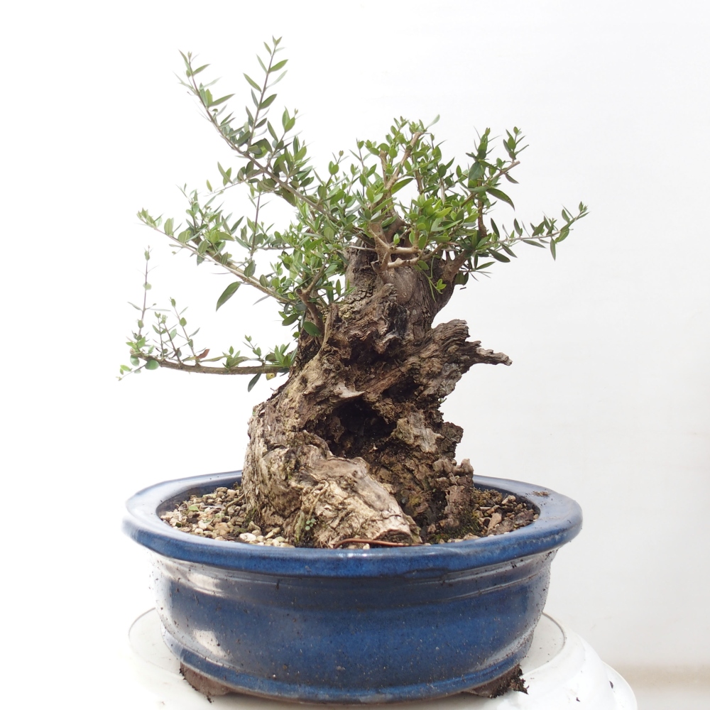 Zimmerbonsai - Olea europaea sylvestris