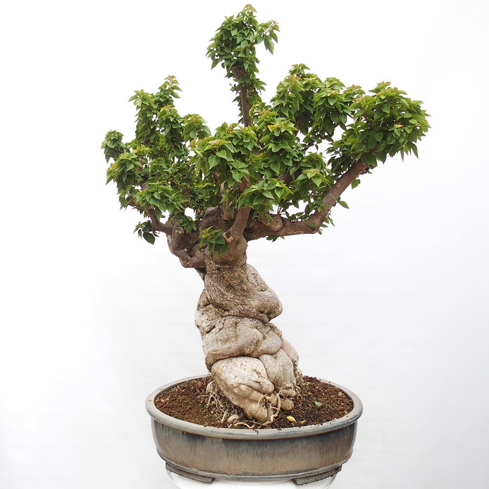 Zimmer Bonsai - Bouganwilea