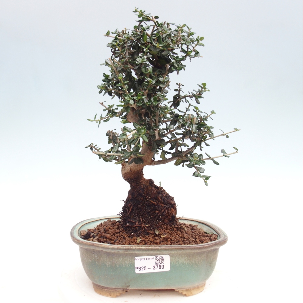 Zimmerbonsai - Olea europaea sylvestris