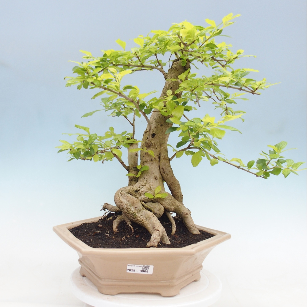 Zimmerbonsai - Duranta erecta Aurea - NUR PERSÖNLICHE ABHOLUNG oder Palettentransport