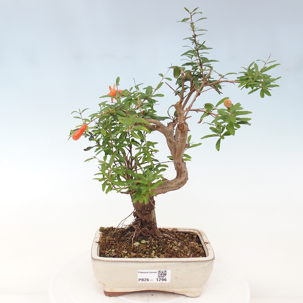 Zimmer-Bonsai-PUNICA granatum nana-Apfel-Granatapfel