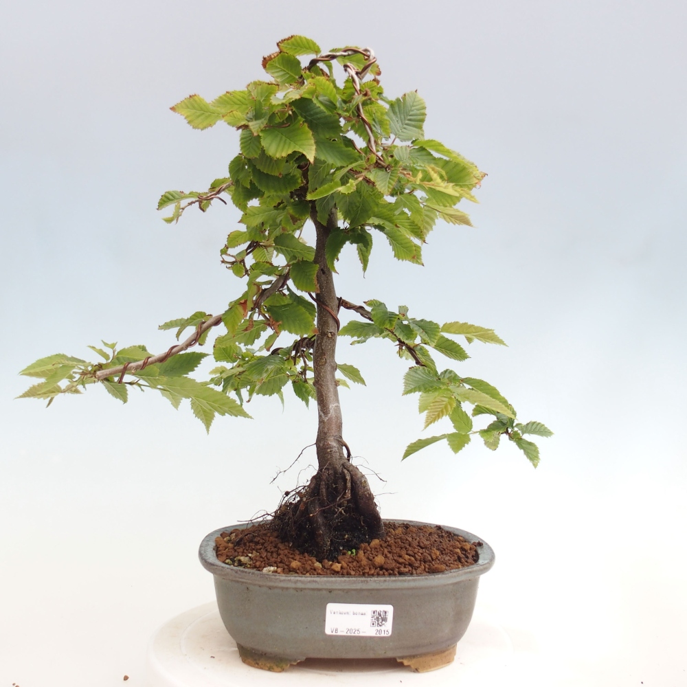 Bonsai für draußen - Hainbuche - Carpinus betulus