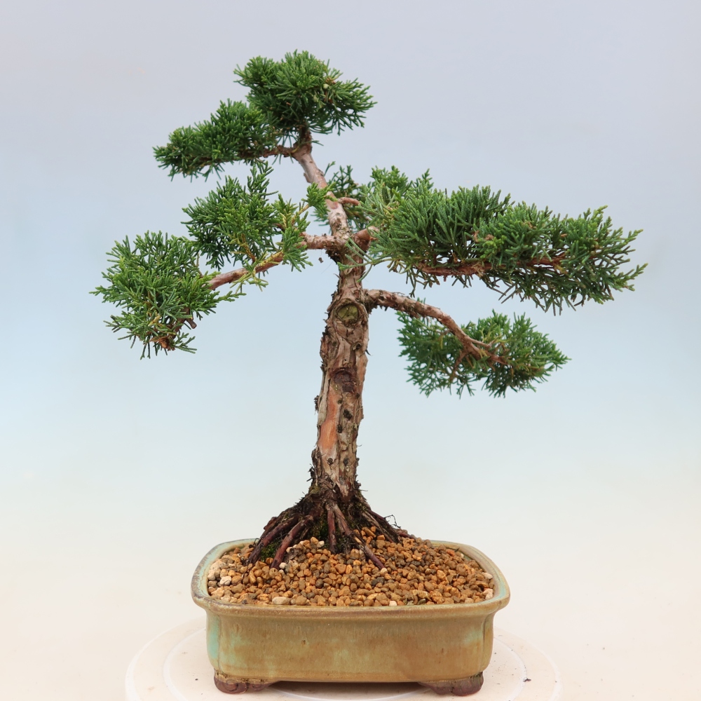 Bonsai für draußen - Juniperus chinensis Kishu