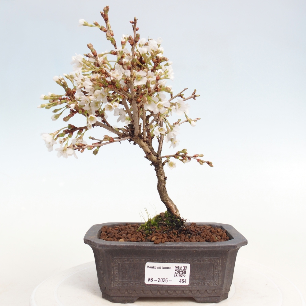 Bonsai für draußen - Prunus incisa Kojou-no mai-Plivon ausgeschnitten