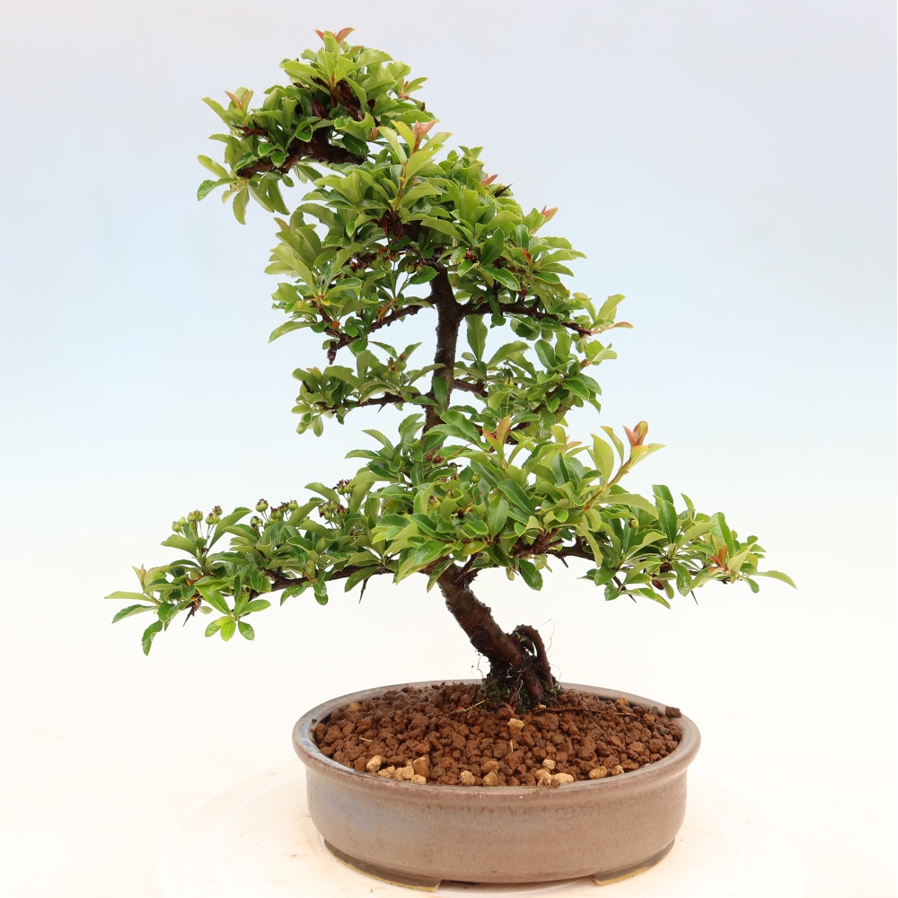 Bonsai für den Außenbereich – Pyracantha teton – Feuerdorn