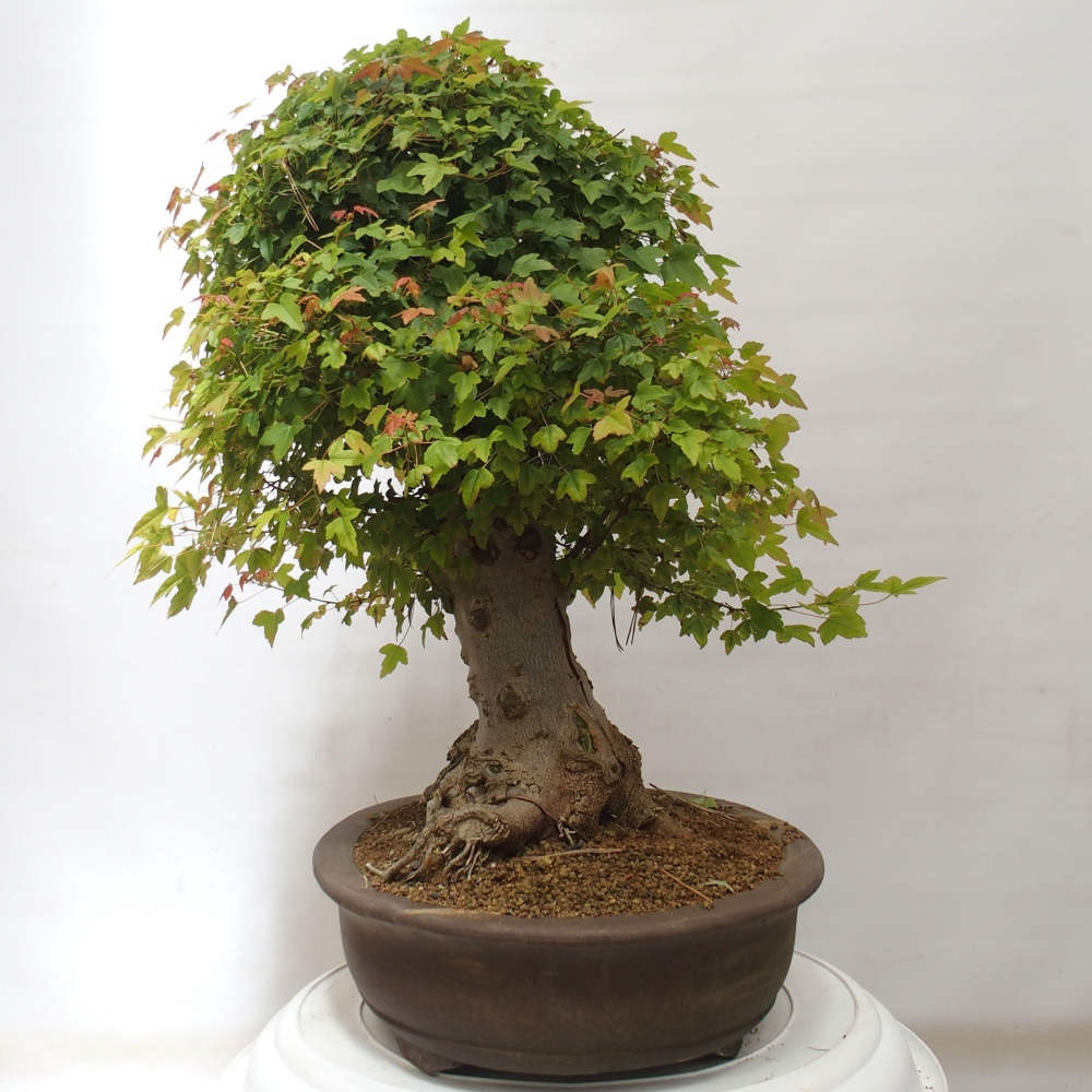 Bonsai für draußen - Acer Buergerianum - Bergahorn