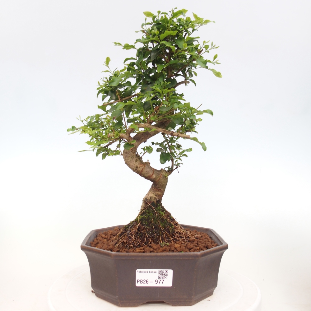 Zimmer Bonsai -Ligustrum chinensis - Vogelschnabel