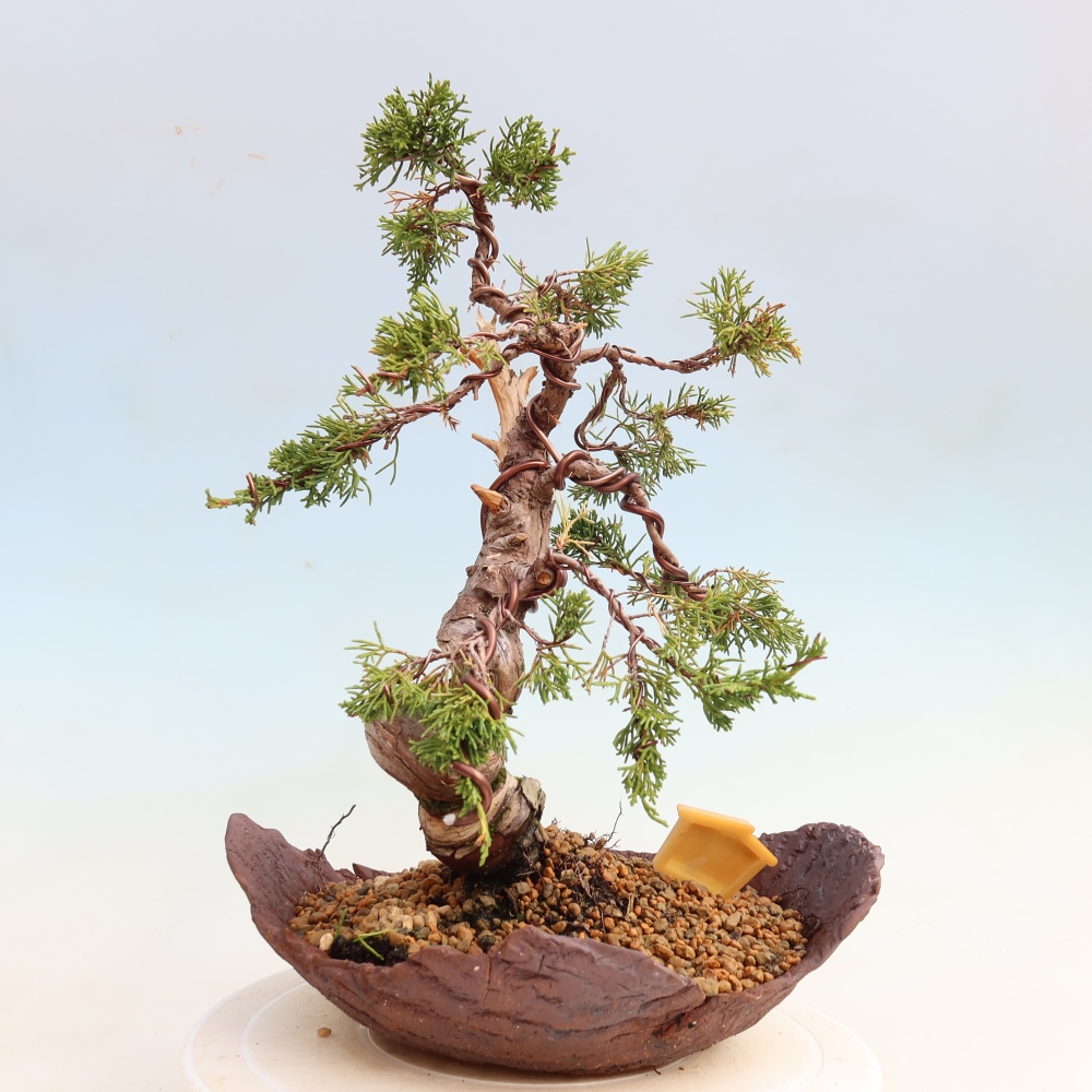 Bonsai für draußen - Juniperus chinensis Itoigawa-Juniperus chinensis