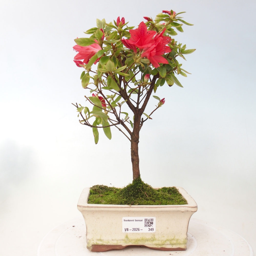 Bonsai für draußen - Japanische Azalee - Azalea sp.