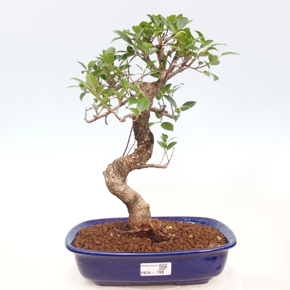 Zimmerbonsai - Ficus kimmen - Kleinblättriger Ficus
