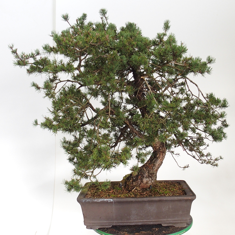 Yamadori - Pinus sylvestris Spanien