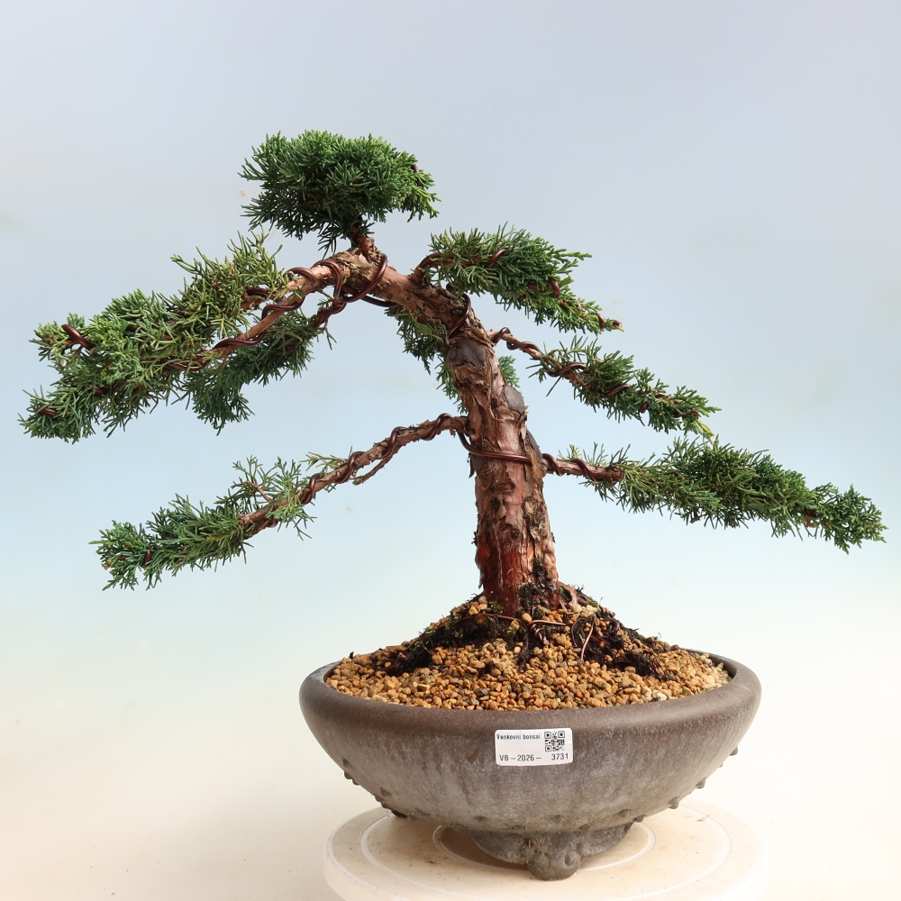 Bonsai für draußen - Juniperus chinensis Kishu