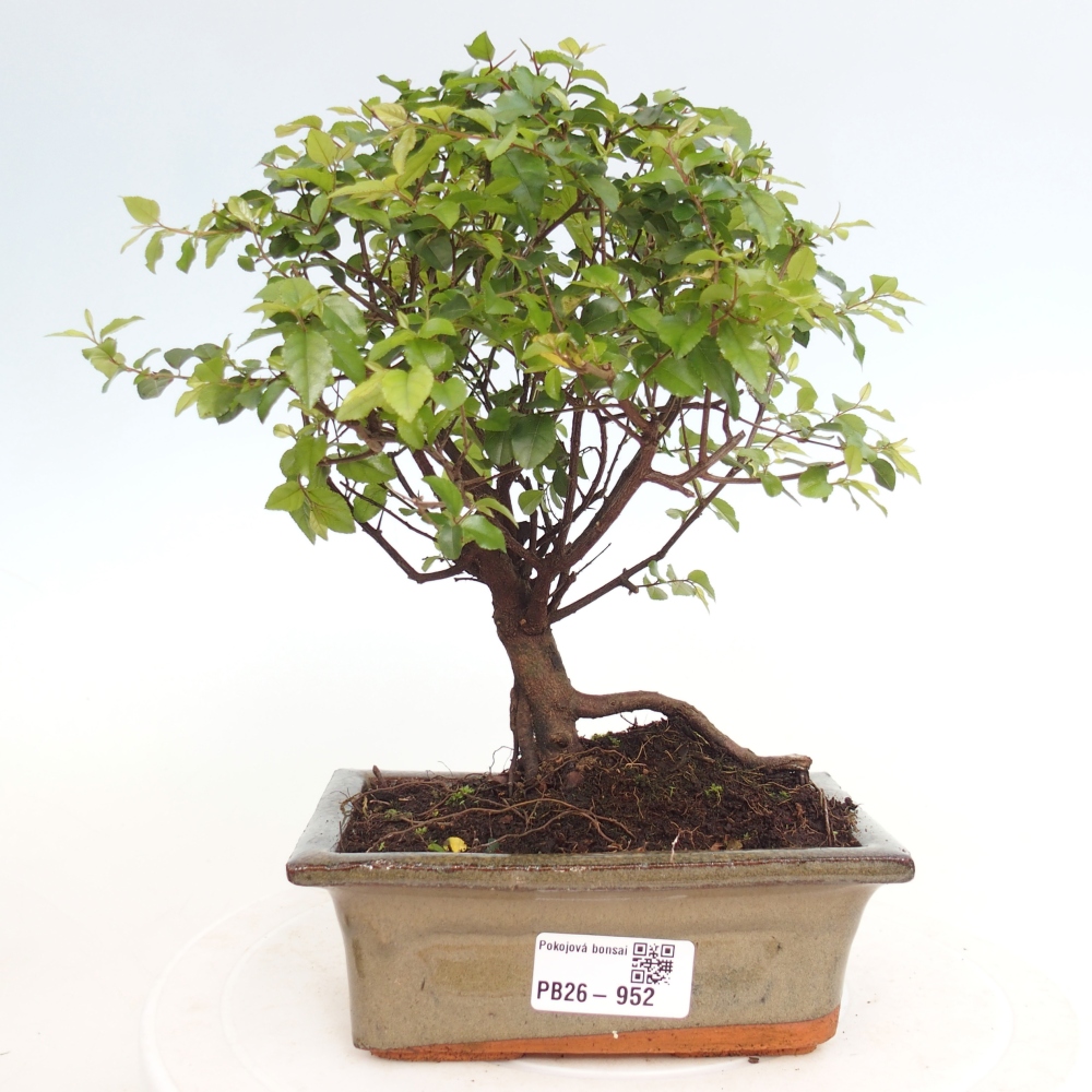 Zimmer Bonsai - Sageretia thea - Sageretia thea