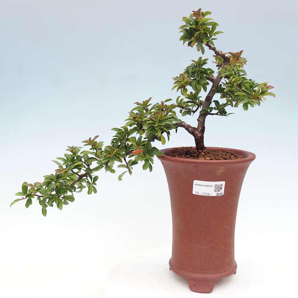 Freiland-Bonsai-Pyracantha Teton -Hlox
