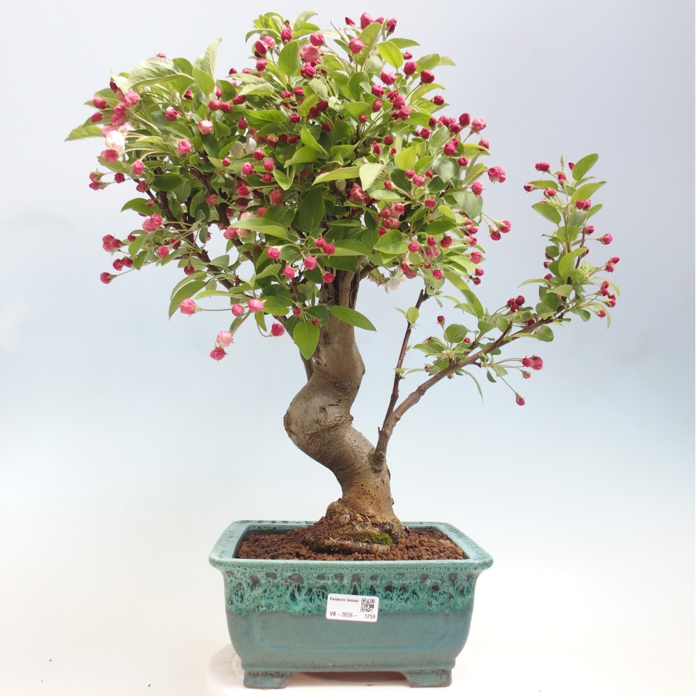 Outdoor-Bonsai -Malus halliana - Kleinfrüchtiger Apfelbaum