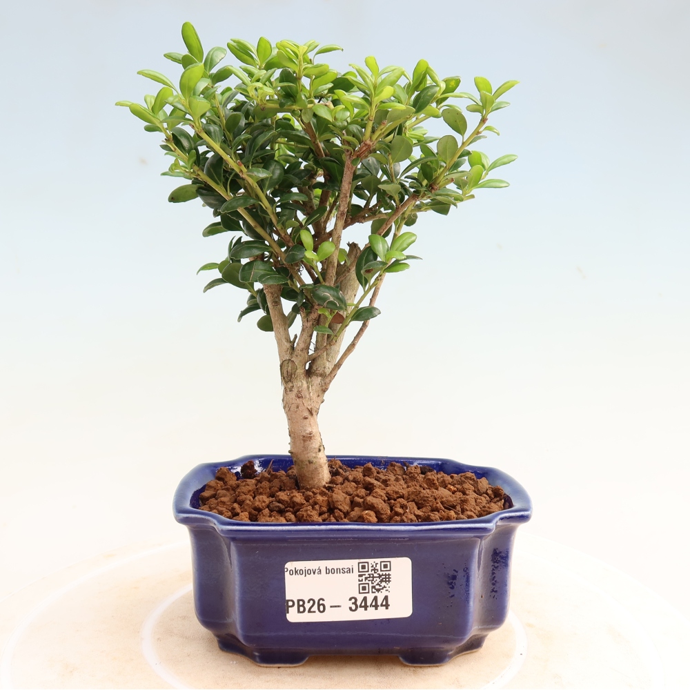 Zimmer Bonsai - Ilex crenata - Stechpalme