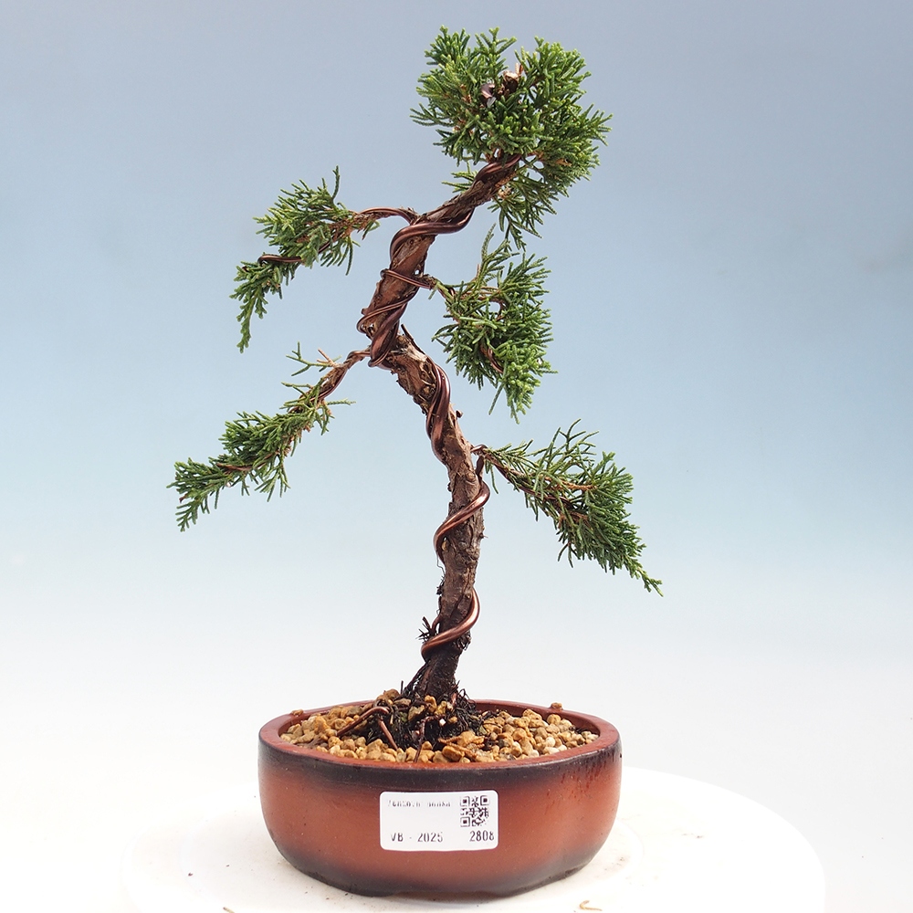 Bonsai für draußen - Juniperus chinensis Kishu