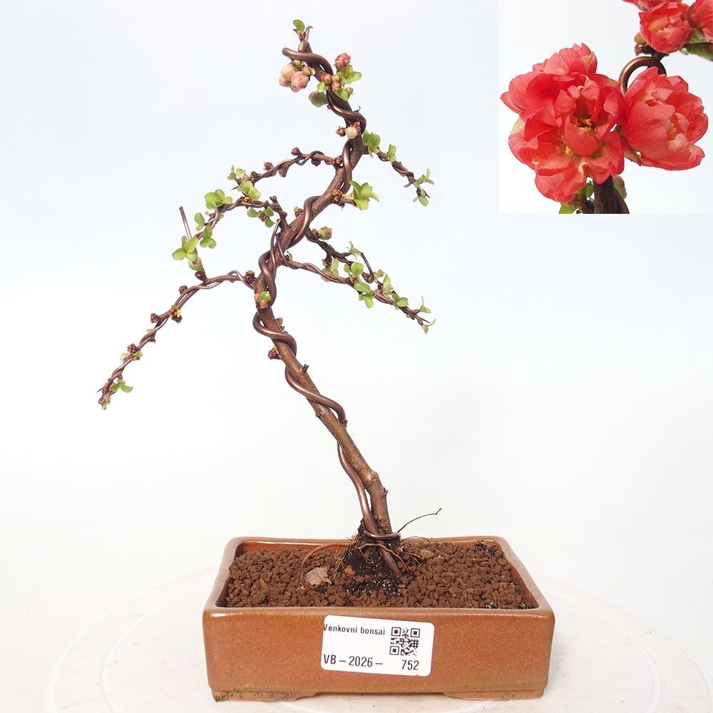 Bonsai für draußen - Chaneomeles s. Red Joy - Quitte