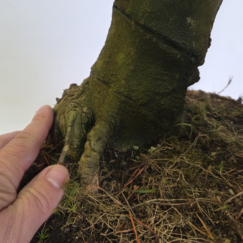 Bonsai für draußen - Magnolie - Šácholan