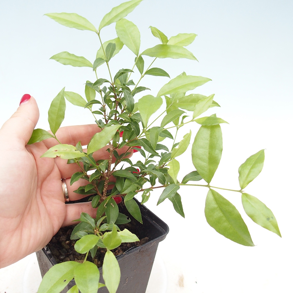 Zimmer Bonsai - Malpighia coccigera- Barbdor Kirsche im Container