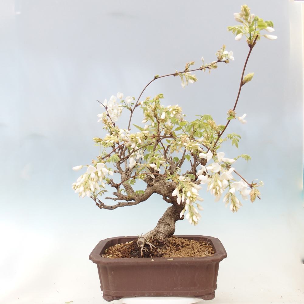 Bonsai für draußen - Vistaria - Glyzinie