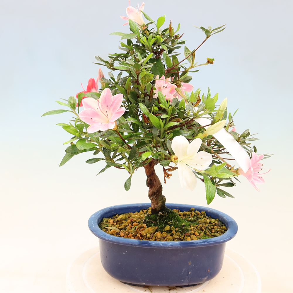 Bonsai für draußen - Japanische Azalee - Azalee Senhime