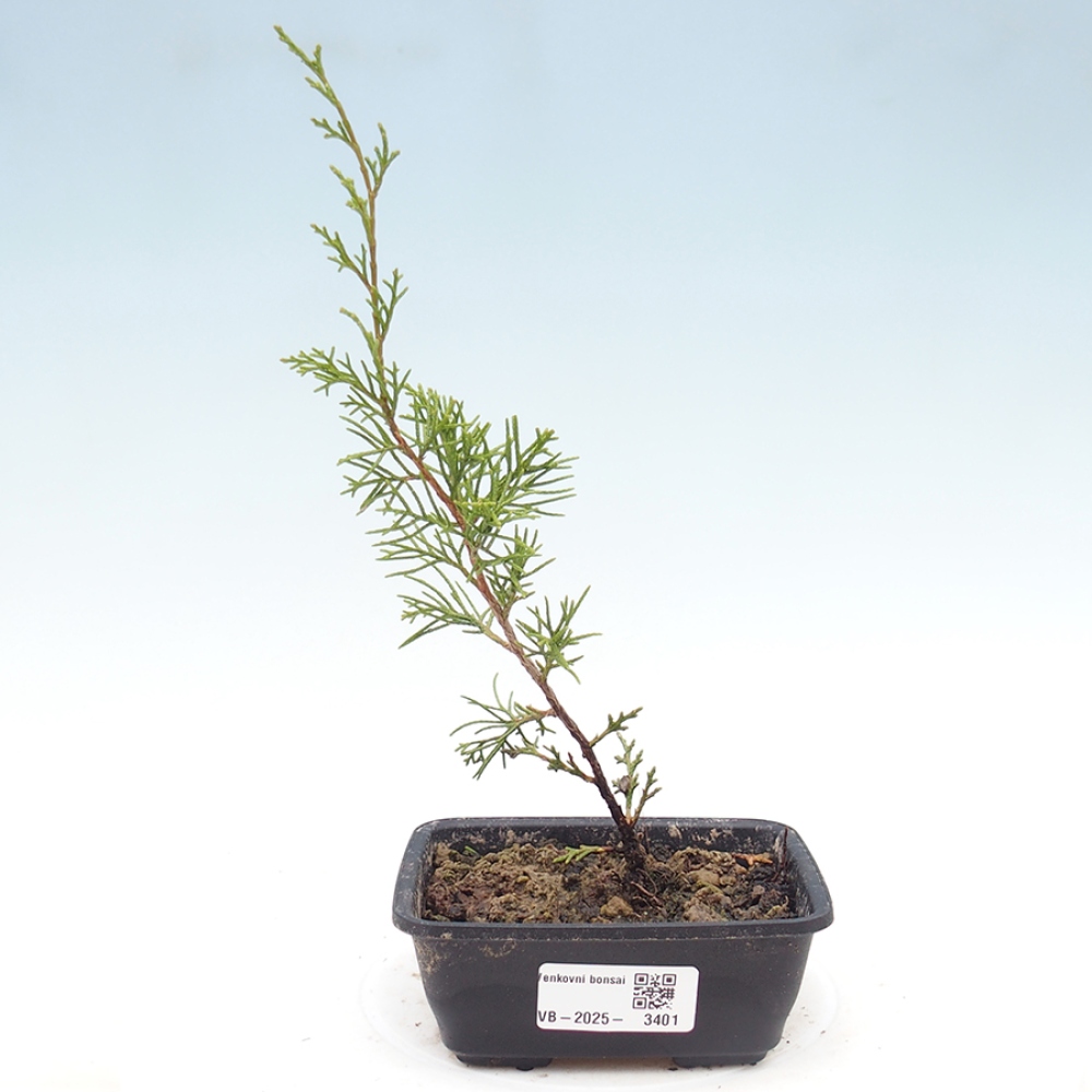 Bonsai für draußen - Juniperus chinensis Itoigawa