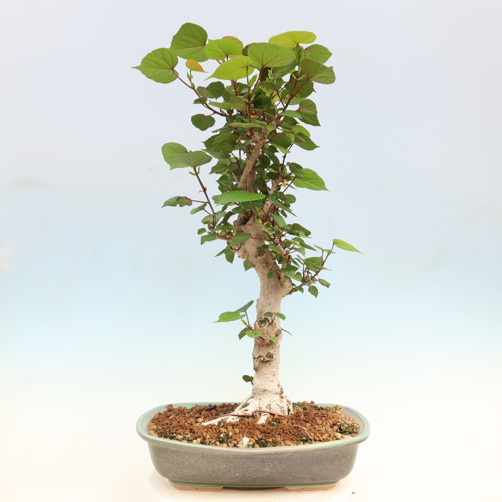 Zimmerbonsai - Hibiscus tiliaceus - Meeres-Hibiskus