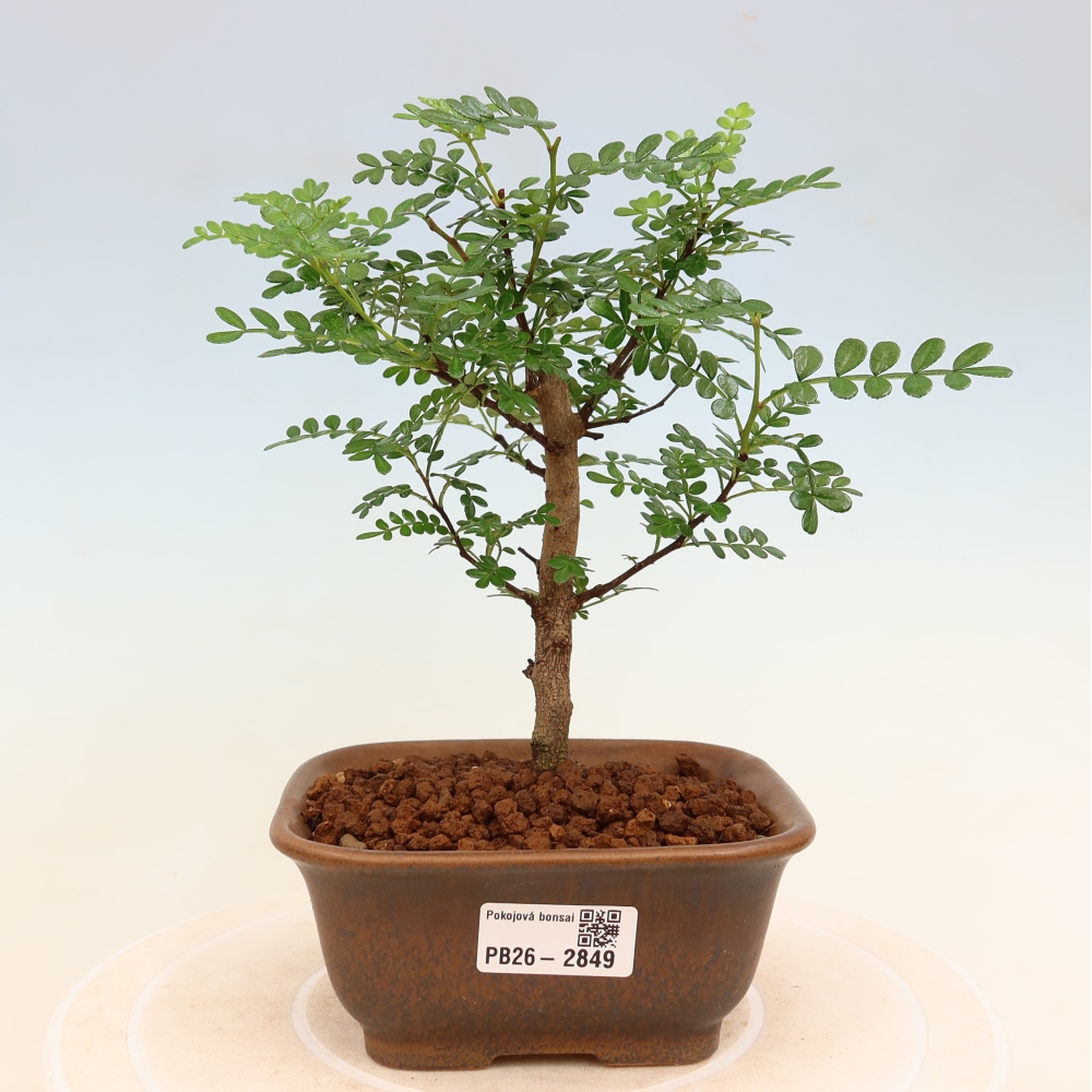 Zimmer Bonsai - Zantoxylum piperitum - Pfefferbaum