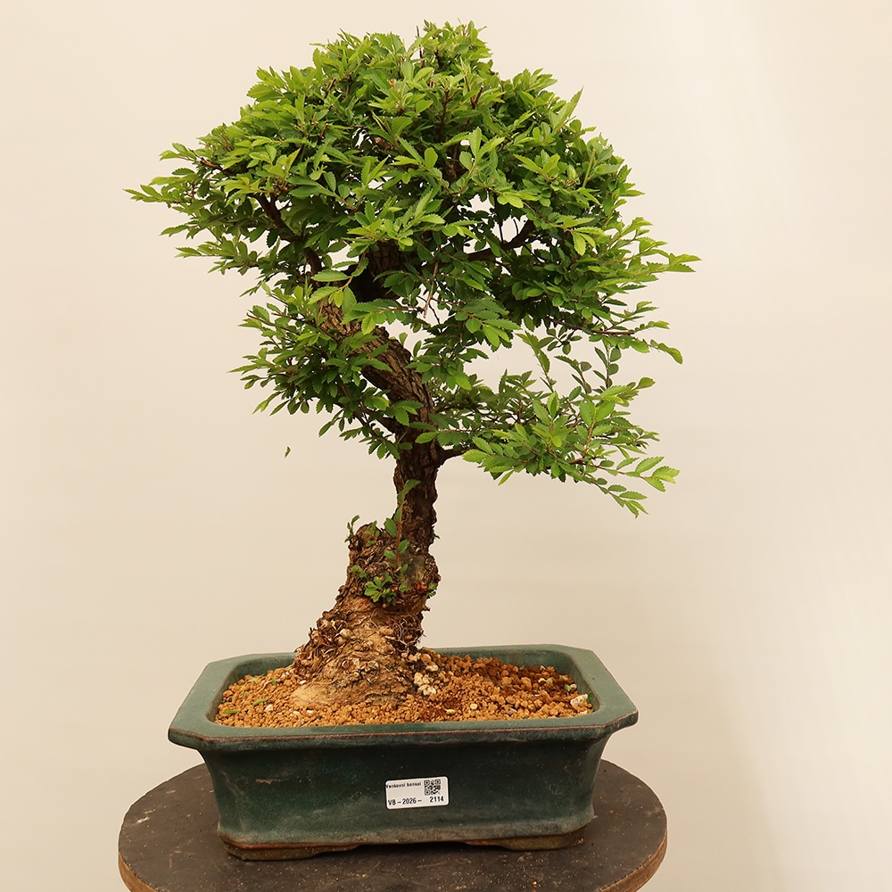 Bonsai für draußen - Zelkova - Zelkova NIRE