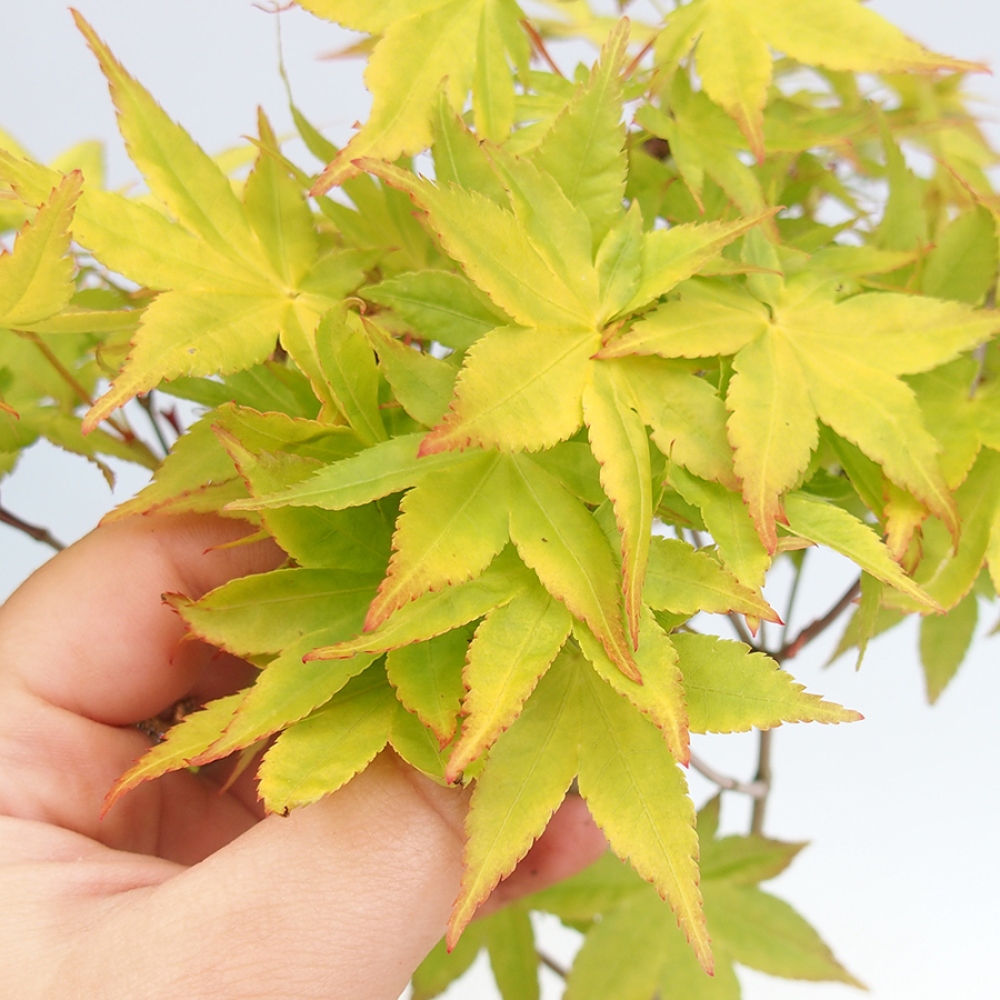 Outdoor Bonsai -Javor goldene Palme - Acer palmatum Aureum im Container
