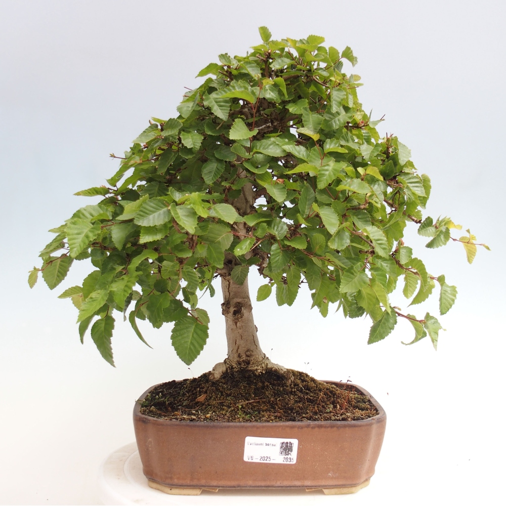 Bonsai für draußen -Carpinus CARPINOIDES - Koreanische Hainbuche