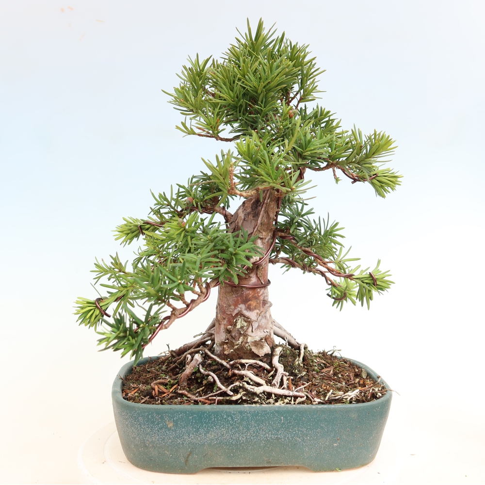 Bonsai für draußen - Taxus cuspidata - Japanische Eibe