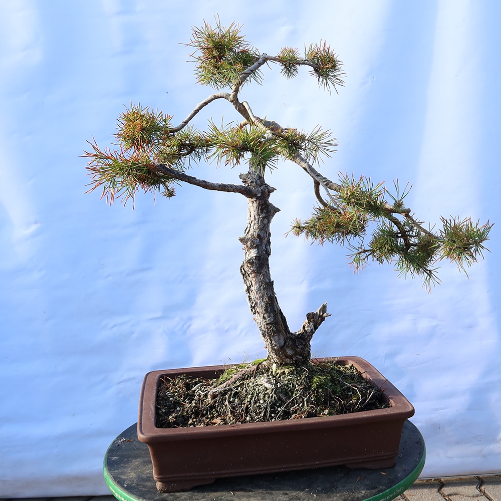 Pinus sylvestris Spanien – Waldkiefer
